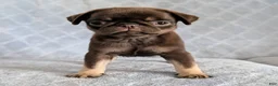 Pug dogs for sale: Nutella - Ad 2