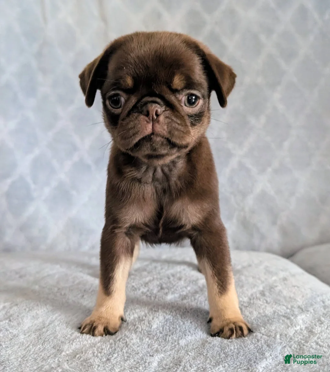 Pug dogs for sale: Nutella - Ad 2
