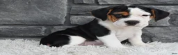 Beabull dogs for sale: Alice  - Ad 3