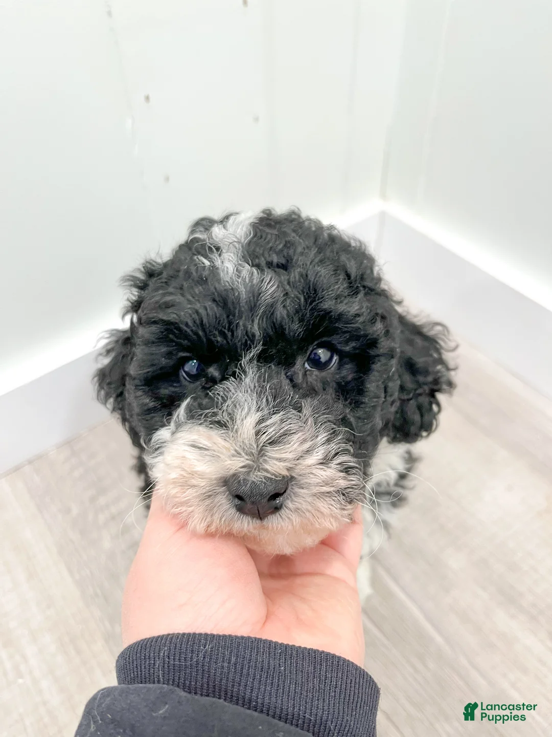 Aussiedoodle dogs for sale: Buddy - Ad 8