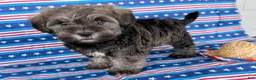 Mixed Breed dogs for sale: Jeremy  - Ad 4