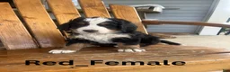 Bernese Mountain Dog dogs for sale: Red - Ad 2