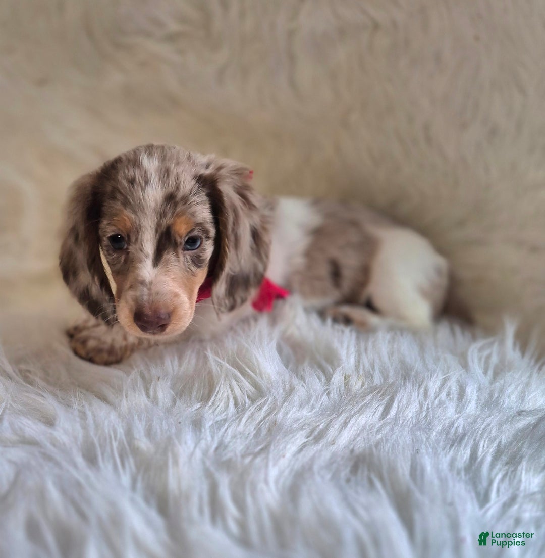 Miniature Dachshund dogs for sale: Benson - Ad 9