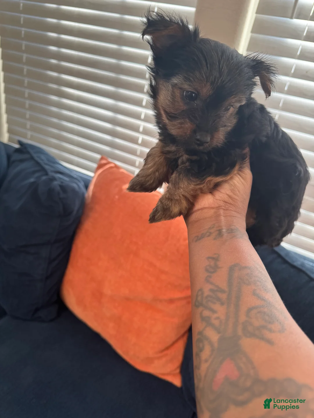 Yorkshire Terrier dogs for sale: Yorkshire Terrier Puppy 1 - Ad 4