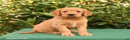 Golden Retriever dogs for sale: Noelle - Ad 1