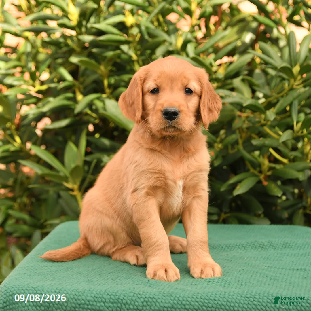 Golden Retriever dogs for sale: Noelle - Ad 1
