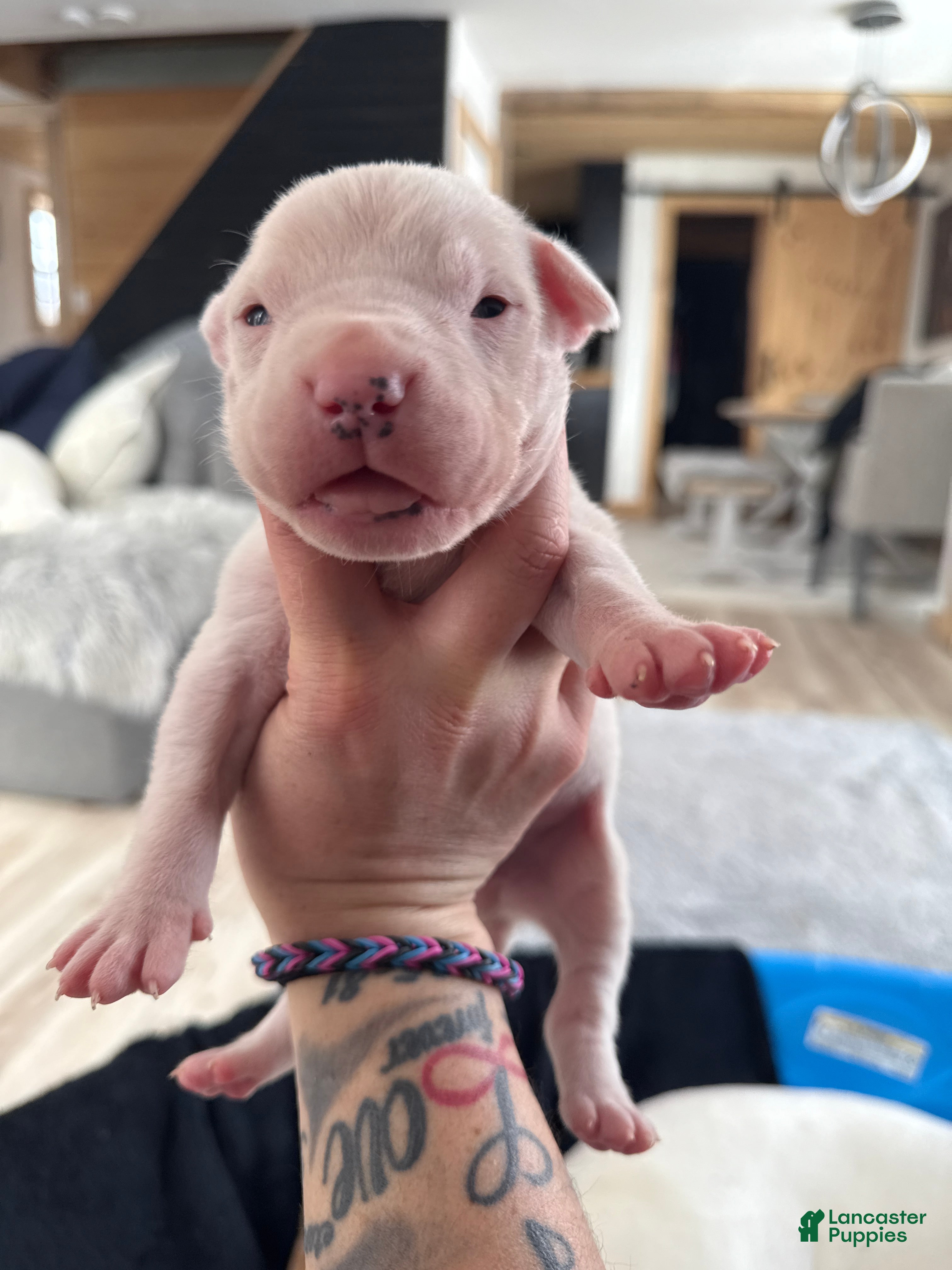 Dogo Argentino dogs Yellow collar male - Ad 1