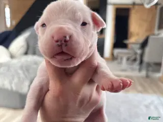 Dogo Argentino dogs Yellow collar male - Ad 1