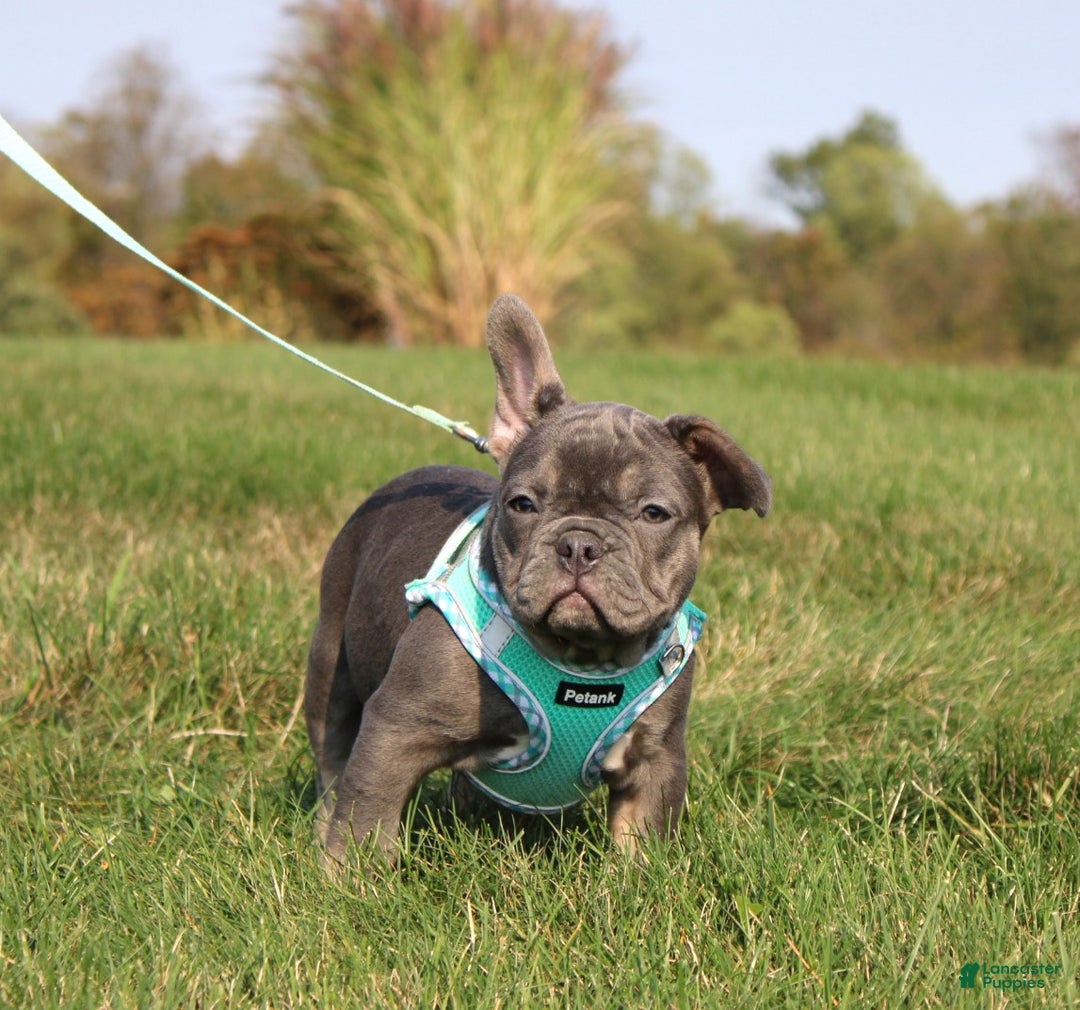 French Bulldog dogs for sale: Bridget - Ad 5