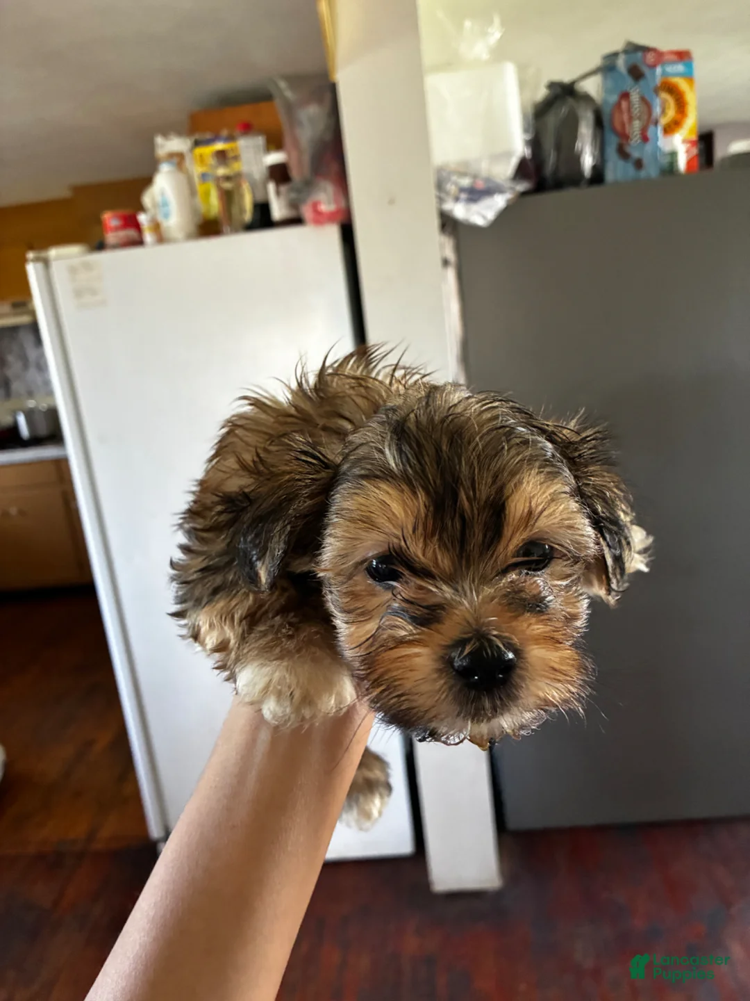 Bichon Frise dogs for sale: Bichon Frise Puppy 2 - Ad 2