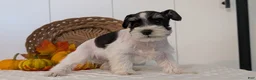 Miniature Schnauzer dogs for sale: Zeus - Ad 8