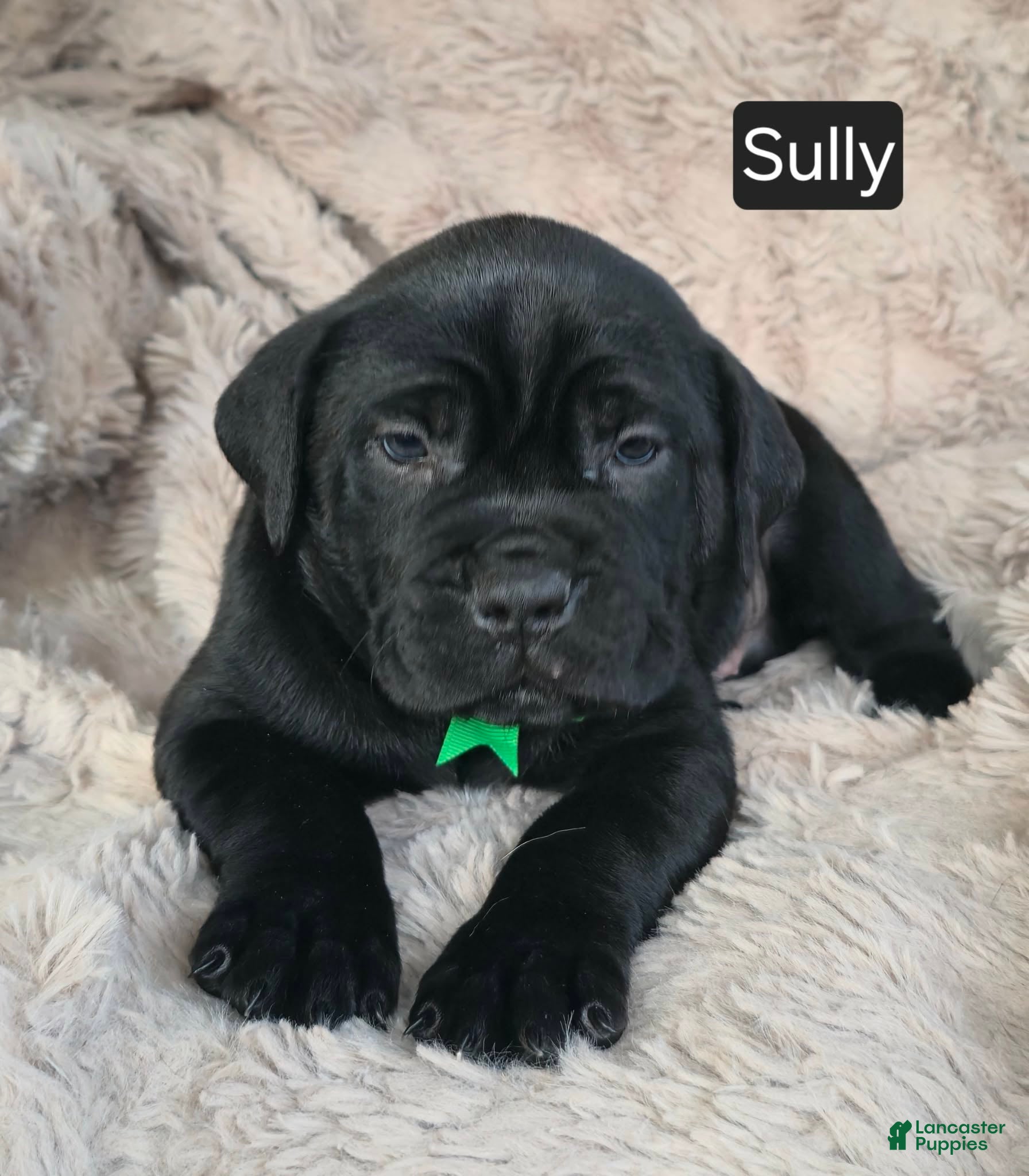 Cane Corso dogs Sully - Ad 14