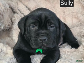 Cane Corso dogs Sully - Ad 14