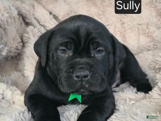 Cane Corso dogs Sully - Ad 9