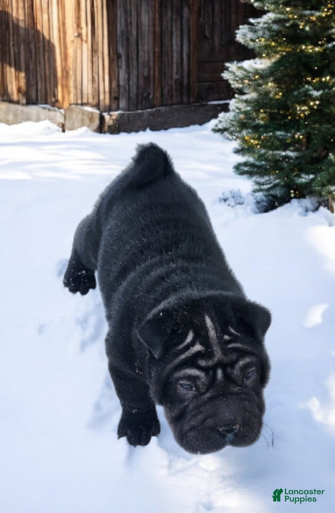 Shar Pei dogs for sale: Ebony mini  - Ad 8