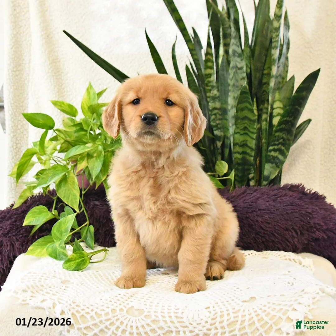 Golden Retriever dogs for sale: Olive  - Ad 2
