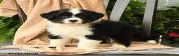 Australian Shepherd dogs for sale: Mason - Ad 5