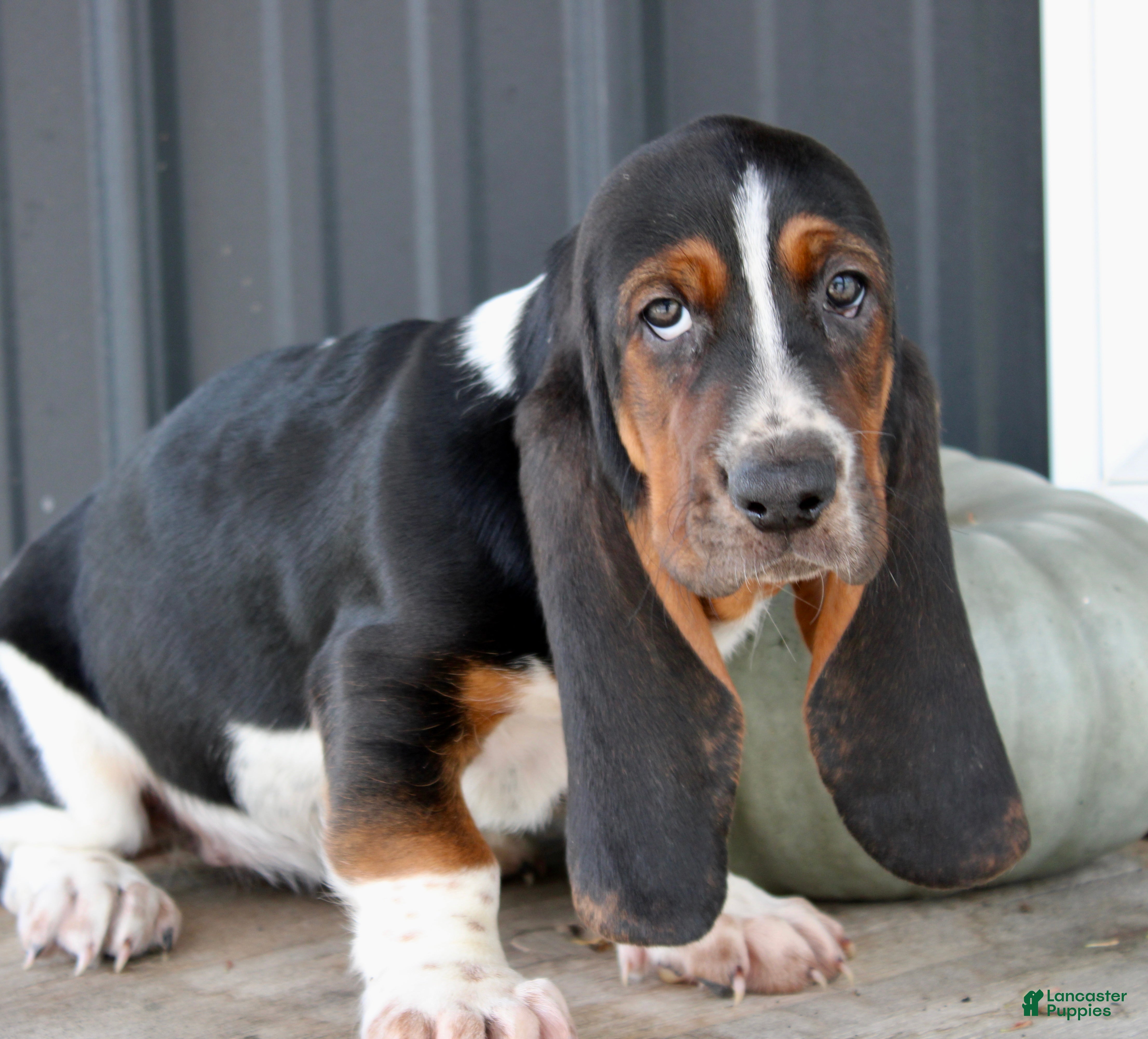 Basset Hound dogs Roxie - Ad 1