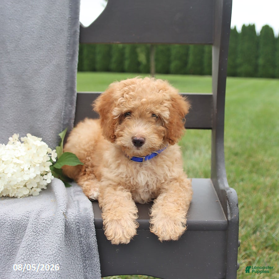 Cavapoo dogs Teddy - Ad 1