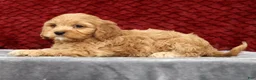 Cavapoo dogs for sale: Scotty - Ad 5