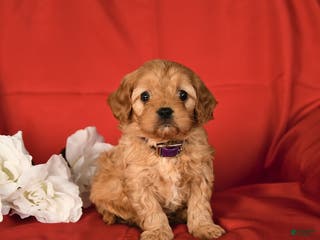 Cavapoo dogs Cutie - Ad 18