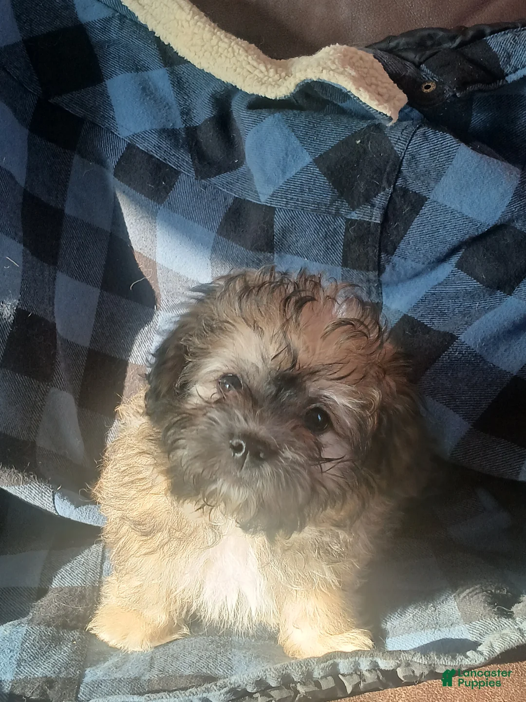 Havanese dogs for sale: Havanese Puppy 3 - Ad 2