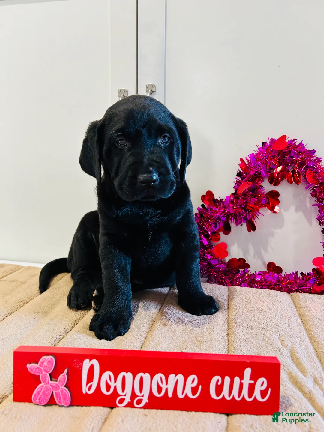 Labrador Retriever dogs for sale: Bear - Ad 2