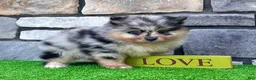 Pomeranian dogs for sale: Flash - Ad 5