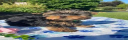Yorkshire Terrier dogs for sale: Shaggy - Ad 3