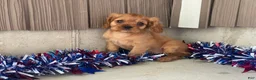 Cavalier King Charles Spaniel dogs for sale: Helen Cavalier King Charles Spaniel  - Ad 10