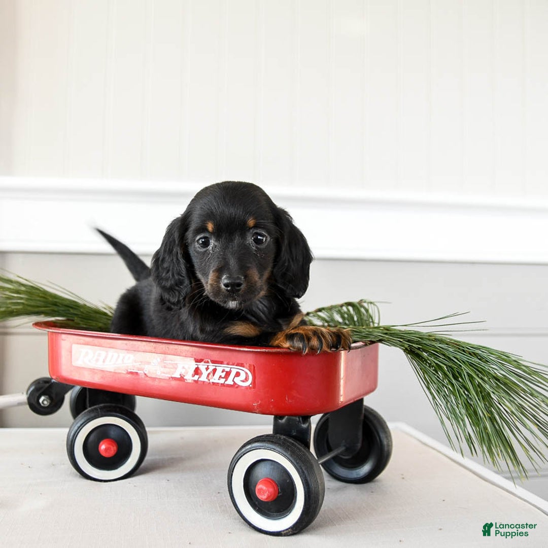 Dachshund dogs for sale: Jolly - Ad 3