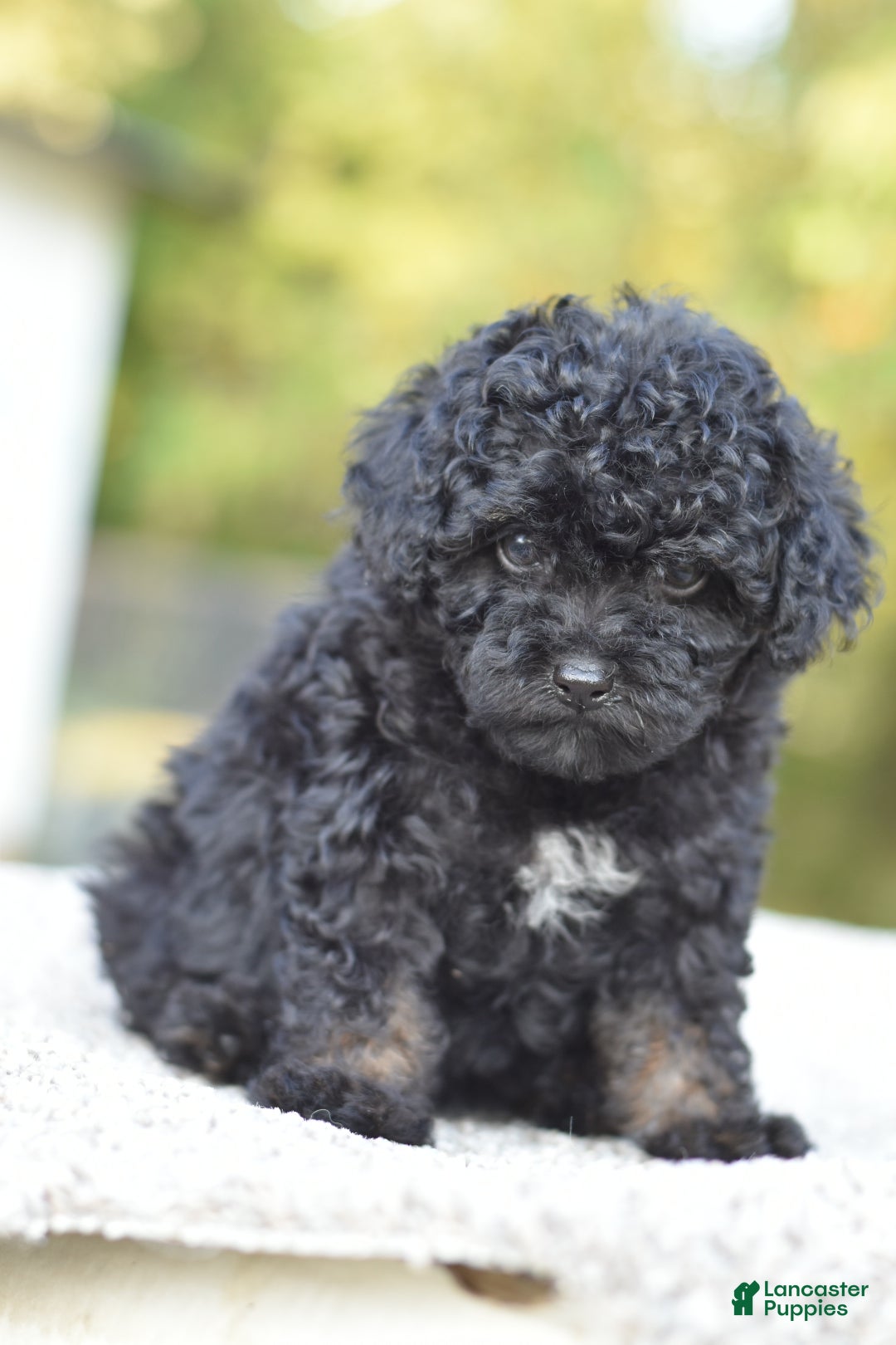 Phantom Poodle Puppy for sale in Dayton Lancaster Puppies