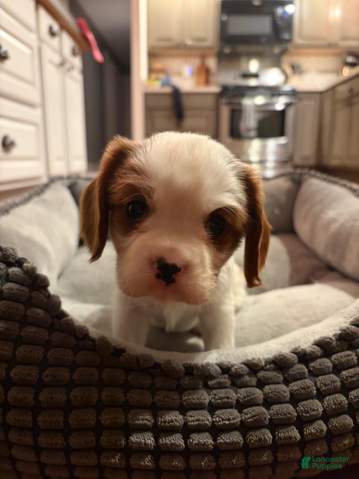 Cavalier King Charles Spaniel dogs Shepherd  - Ad 3