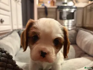 Cavalier King Charles Spaniel dogs Shepherd - Ad 21