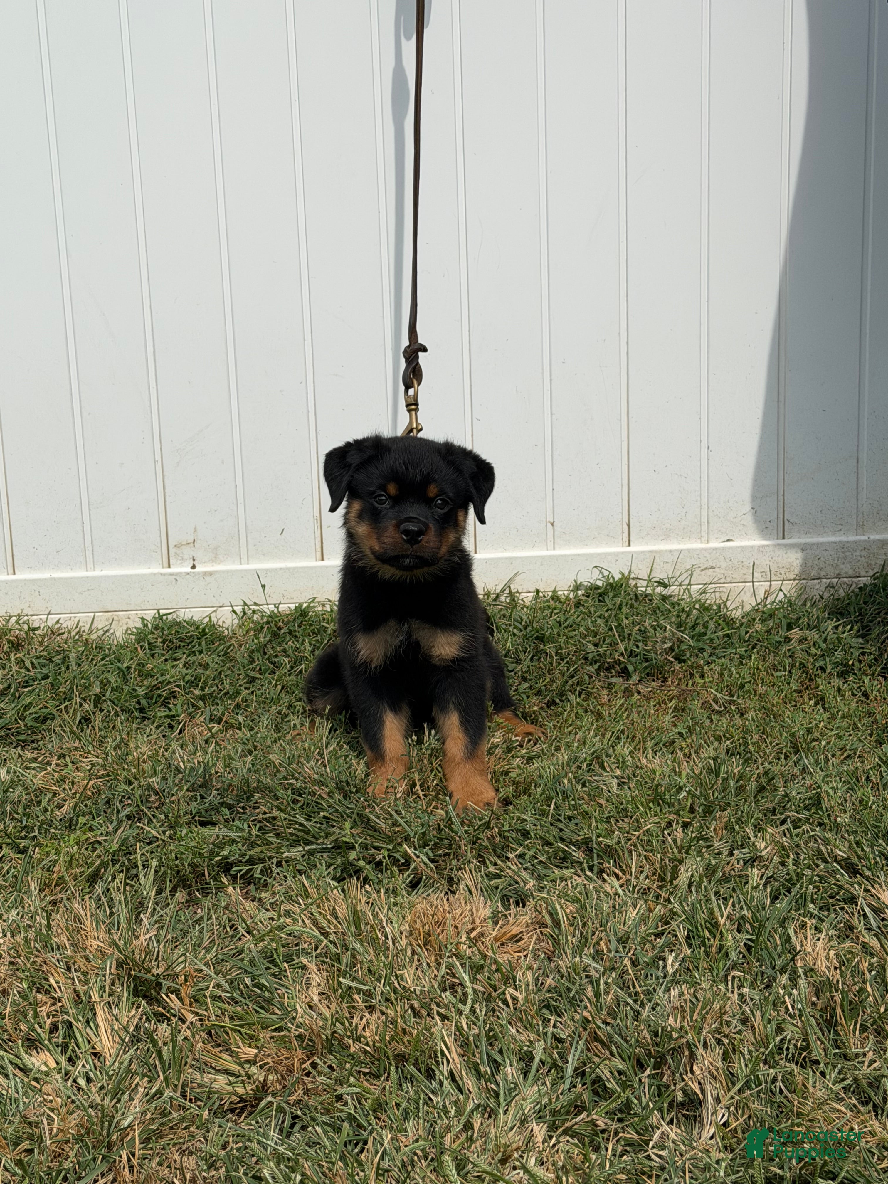 Rottweiler dogs Blue collar boy - Ad 1