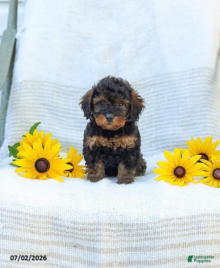 Cavapoo dogs Katie - Ad 1