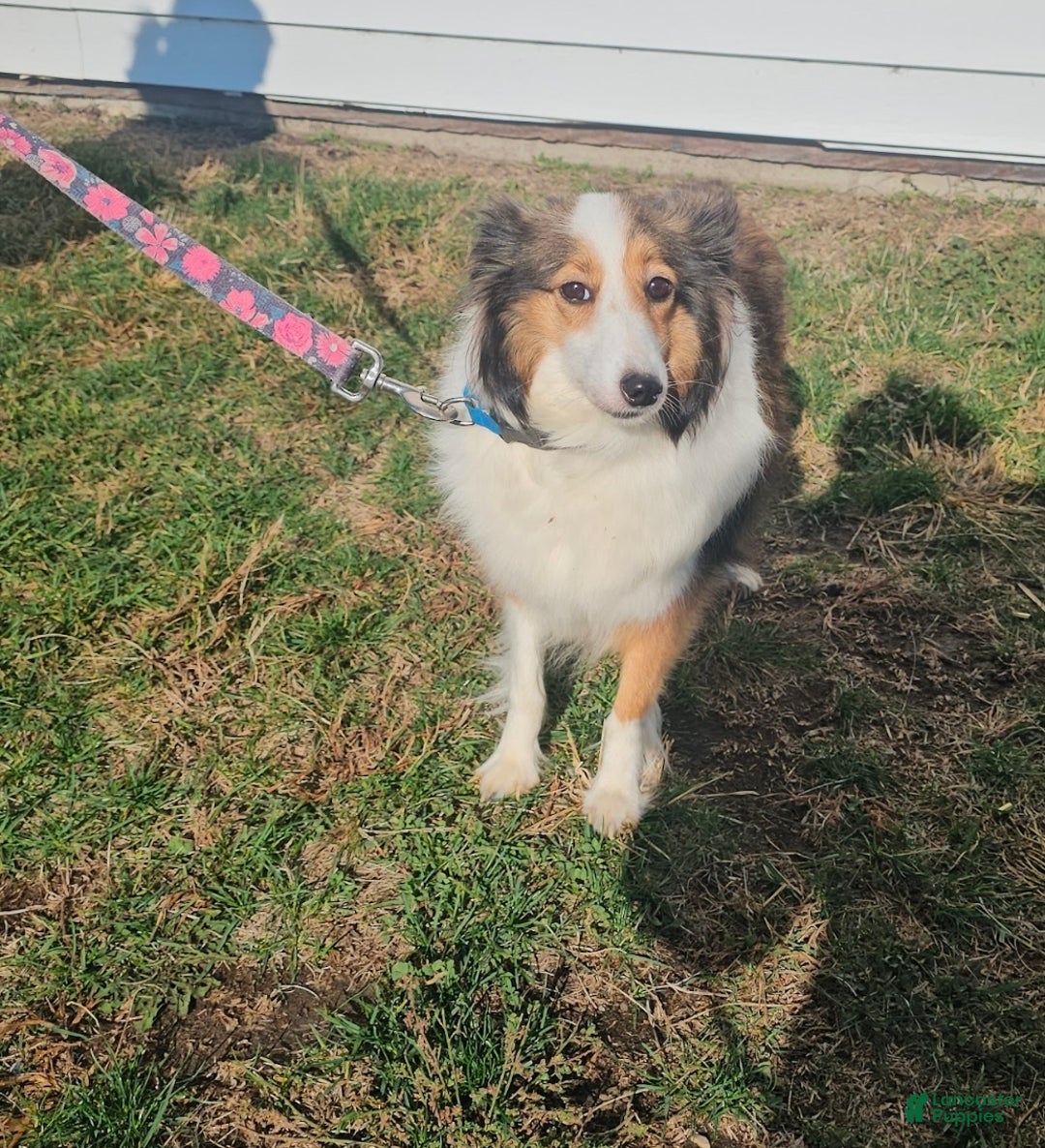 Shetland Sheepdog dogs for sale: Holly - Ad 15