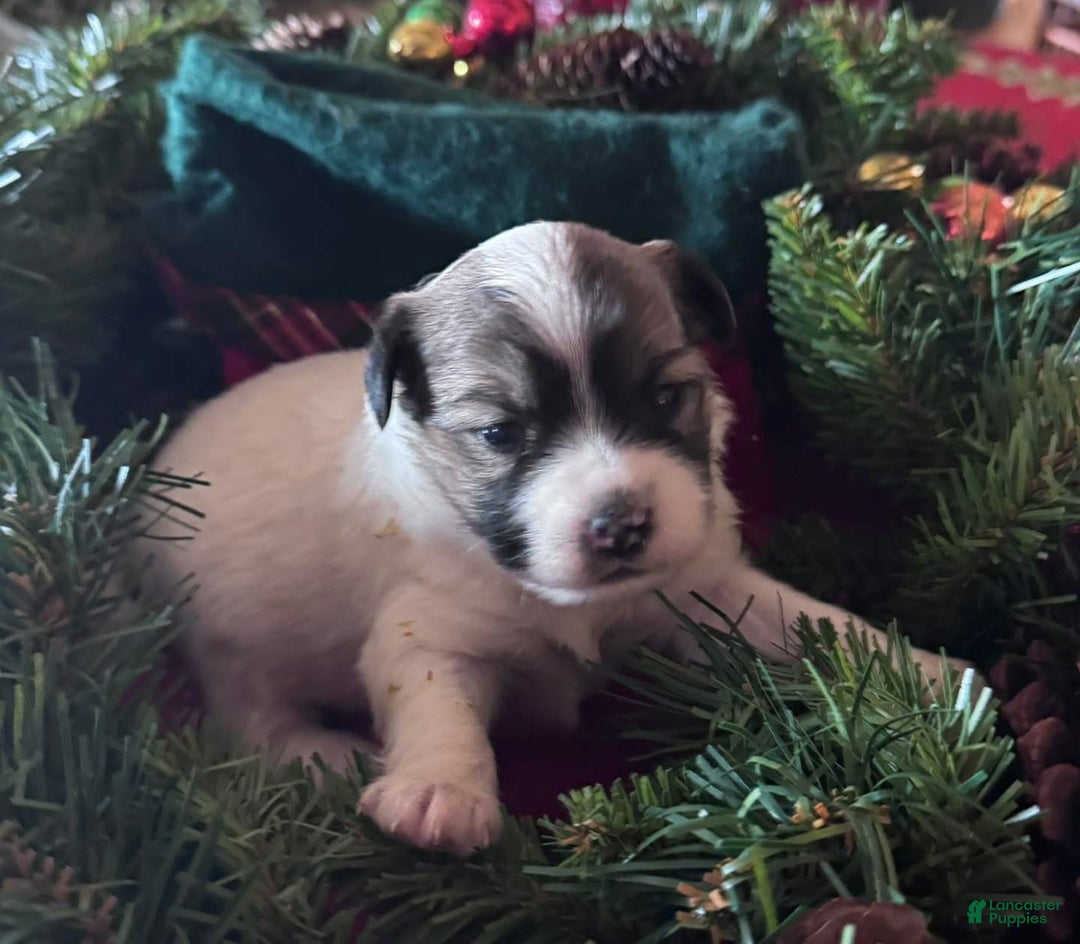 Chinese Crested dogs for sale: Chinese Crested Puppy 3 - Ad 1