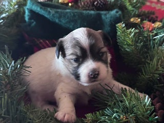 Chinese Crested dogs Chinese Crested Puppy 3 - Ad 3