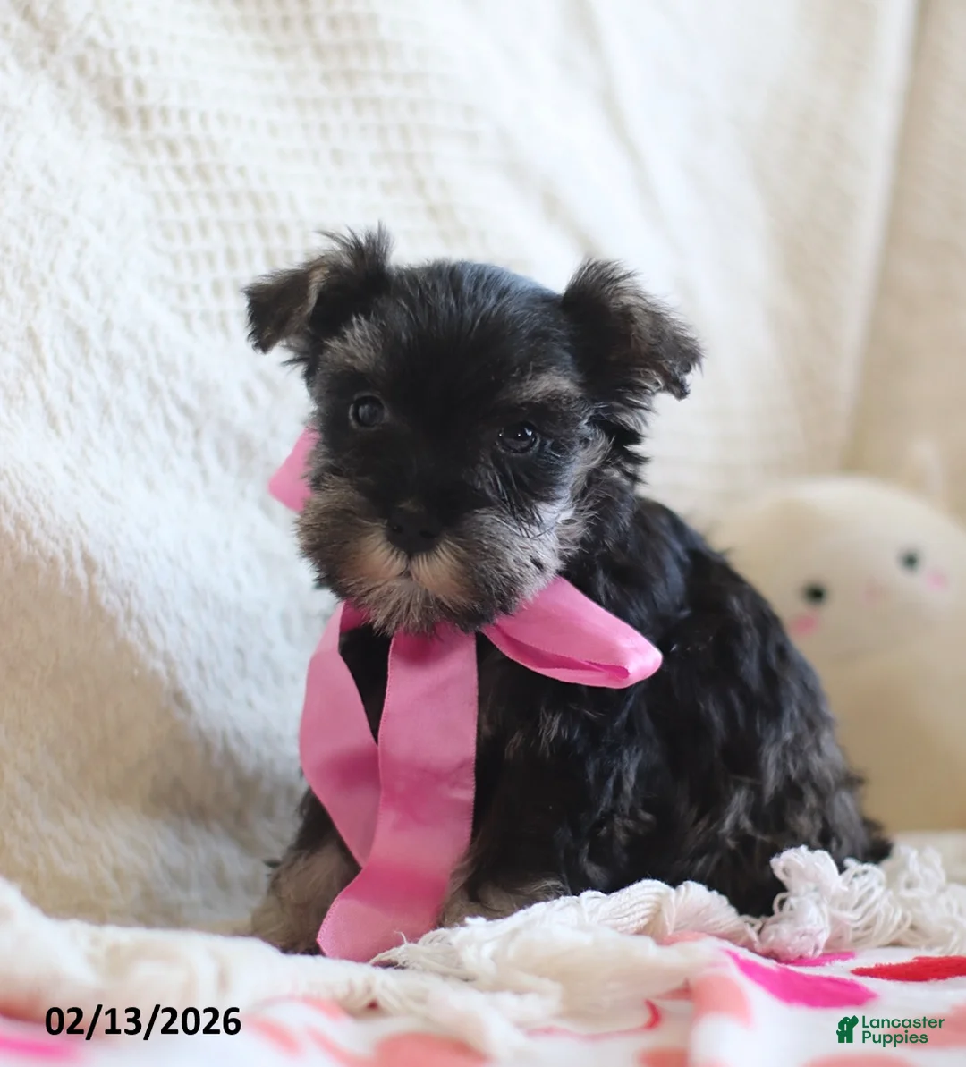 Miniature Schnauzer dogs for sale: Susie - Ad 3