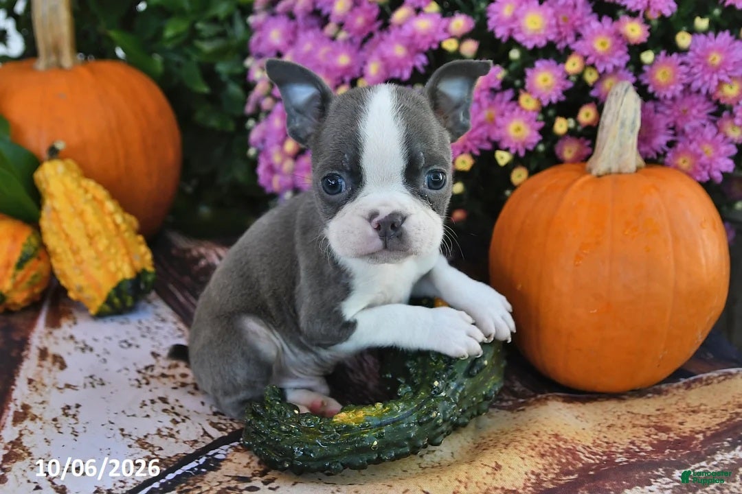 Boston Terrier dogs for sale: Tony Male Boston Terrier - Ad 2