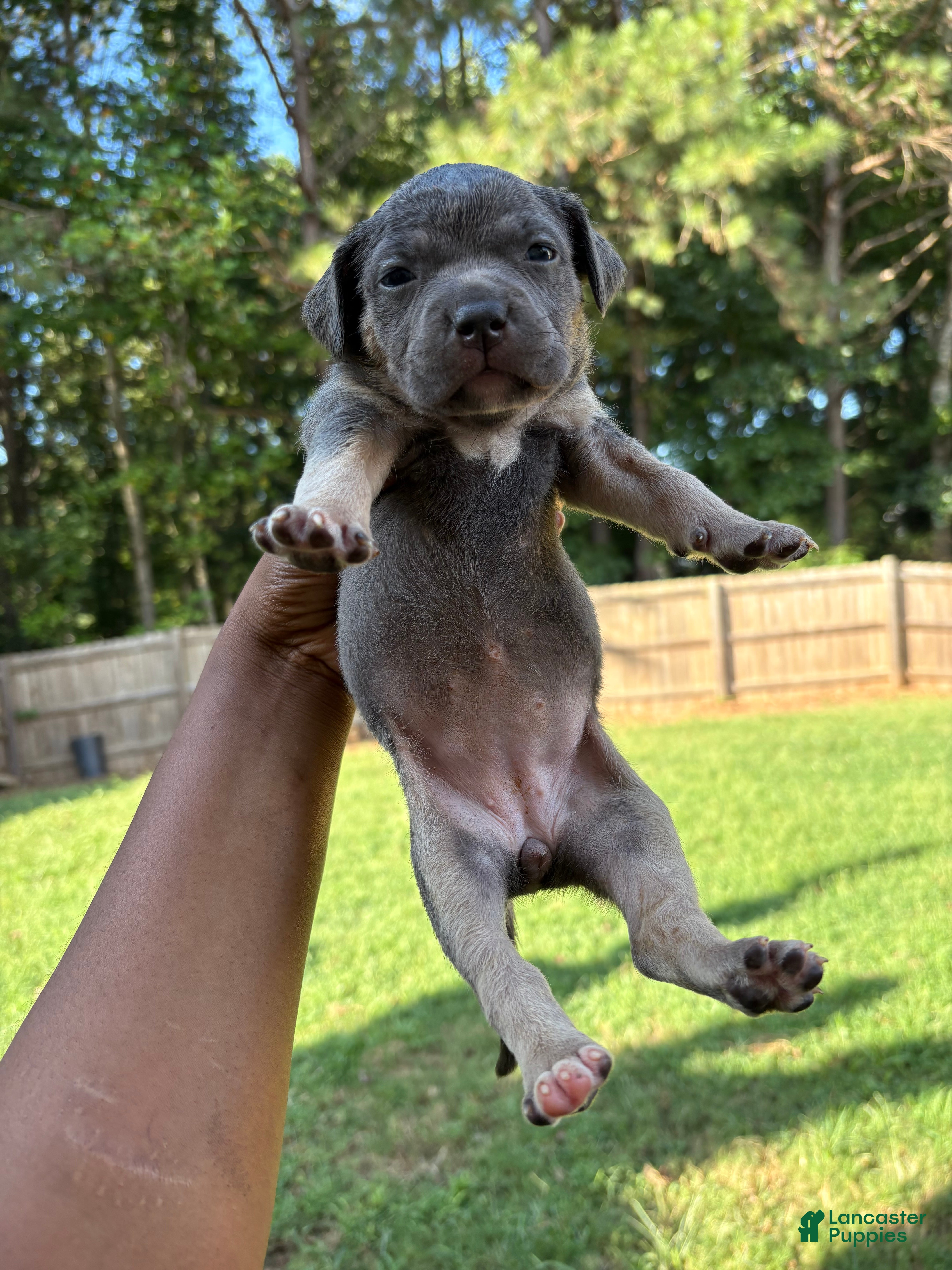 Mixed Breed dogs Pup 7 - Ad 15