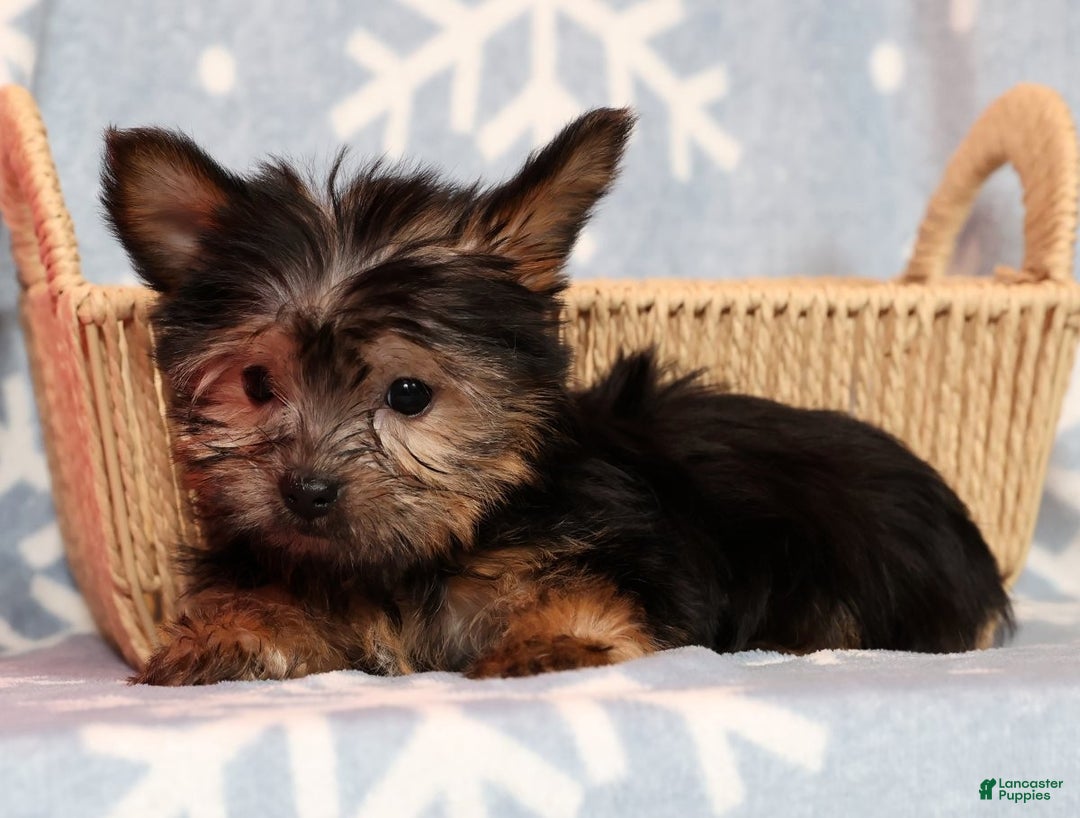 Yorkshire Terrier dogs for sale: Buddy - Ad 8