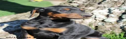 Doberman Pinscher dogs for sale: Robert - Ad 2