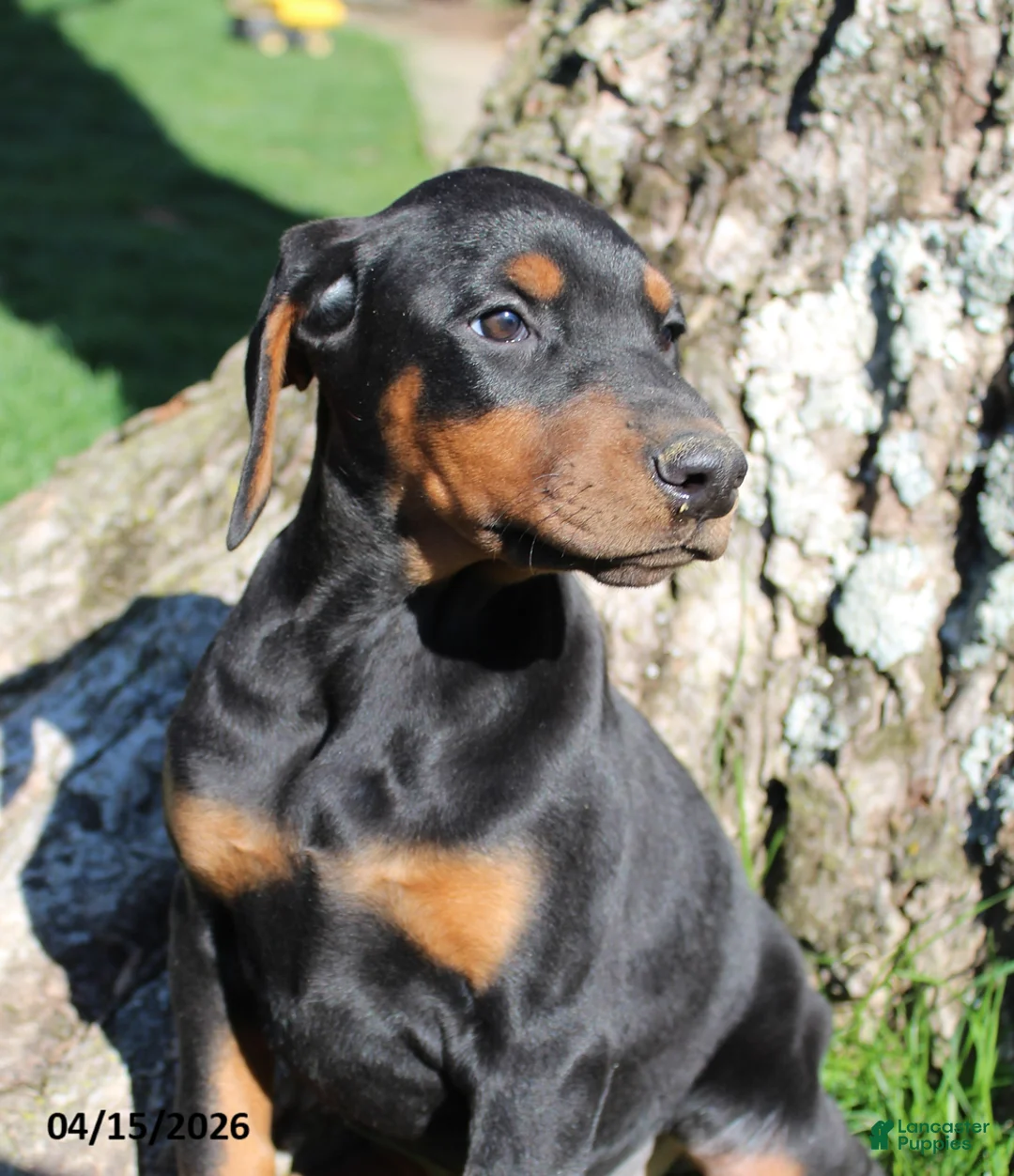 Doberman Pinscher dogs for sale: Robert - Ad 2
