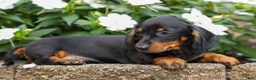 Miniature Dachshund dogs for sale: Iggy🐶  - Ad 3