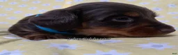 Miniature Dachshund dogs for sale: Tootsie - Ad 28