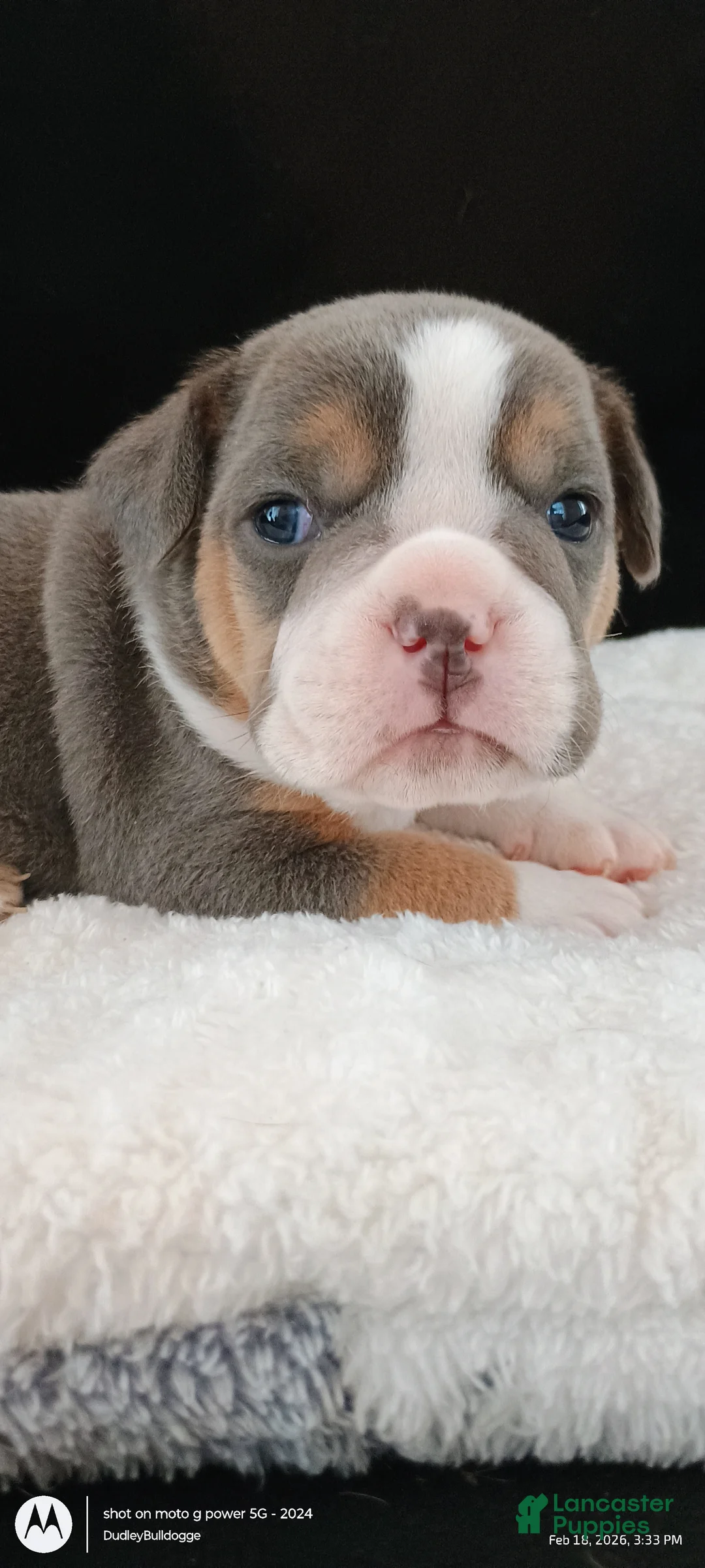 Olde English Bulldogge dogs for sale: Dudley Bulldogges Apollo - Ad 3