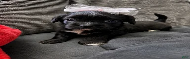 Mixed Breed 4