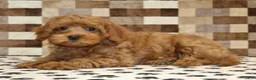 Cavapoo dogs for sale: Scout - Ad 2